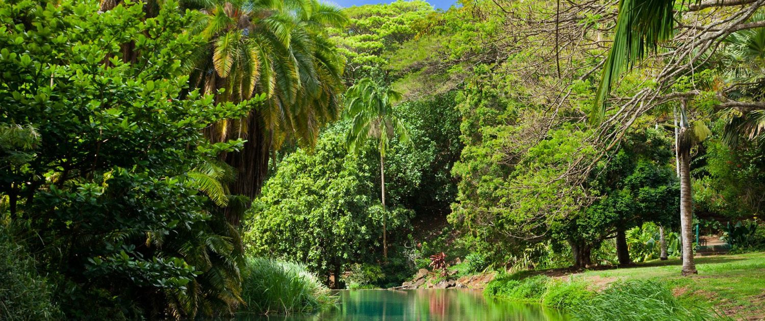 Our Favorite Gardens on Kauai