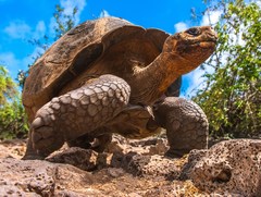 Makauwahi Cave and Tortoise Sanctuary