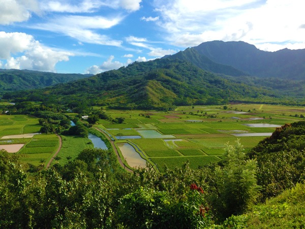 Gorgeous views from Hanalei lookout overlooking taro fields