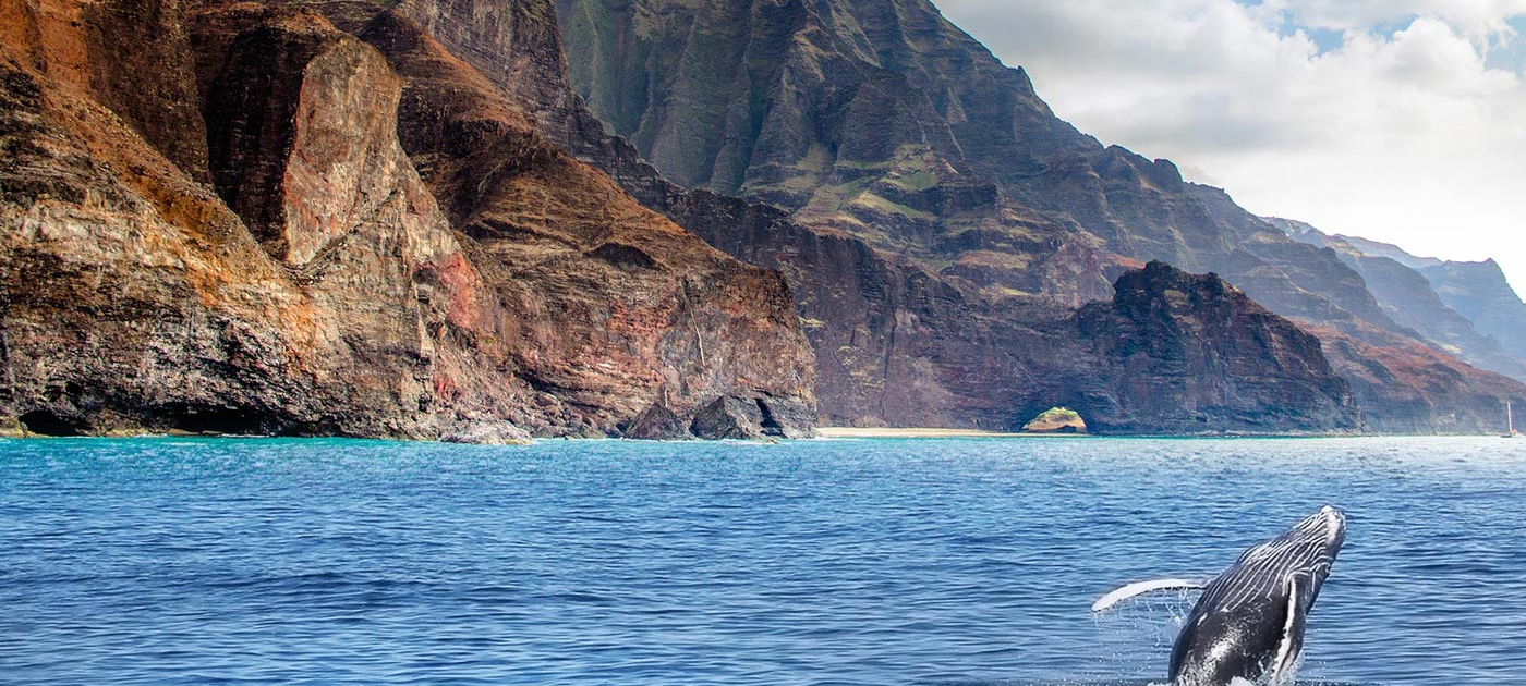 kauai-whale-watching-hawaii