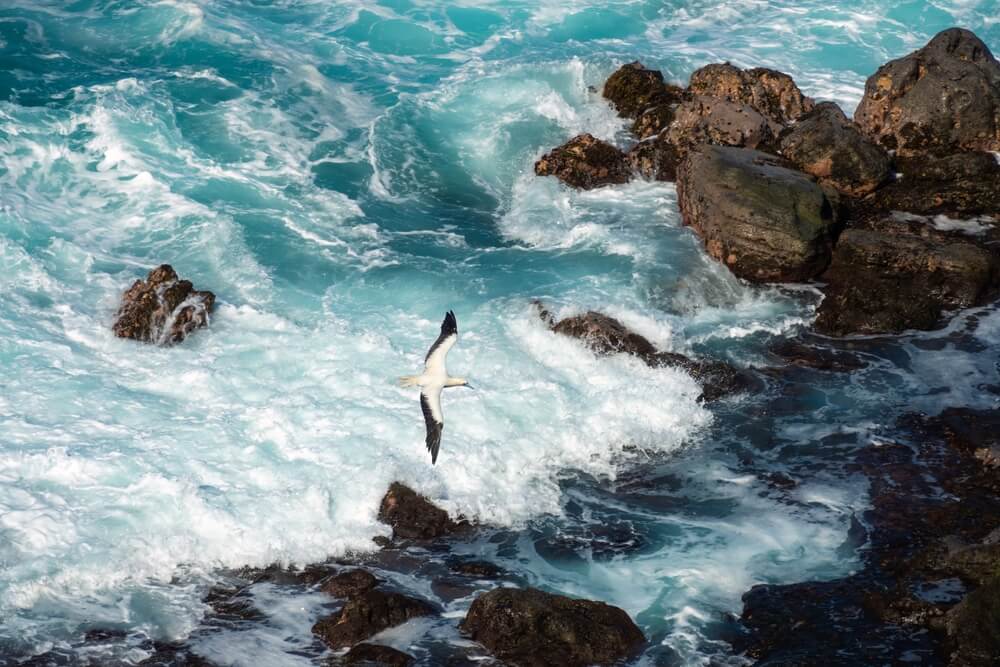 A bird flying in one of the wildlife refuges in Kauai.