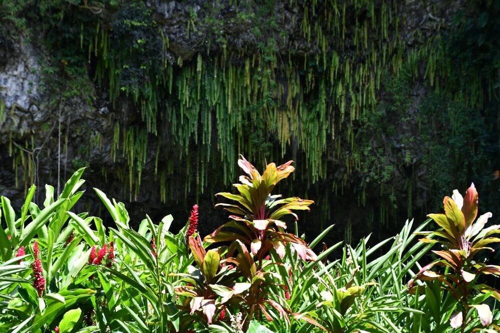A view of Fern Grotto, one of the top attractions in Kauai on the East Side.